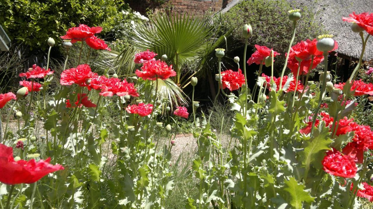 יוהנסבורג Agterplaas Guesthouse Pty Ltd מראה חיצוני תמונה