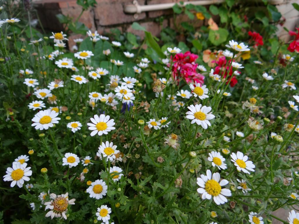 יוהנסבורג Agterplaas Guesthouse Pty Ltd מראה חיצוני תמונה